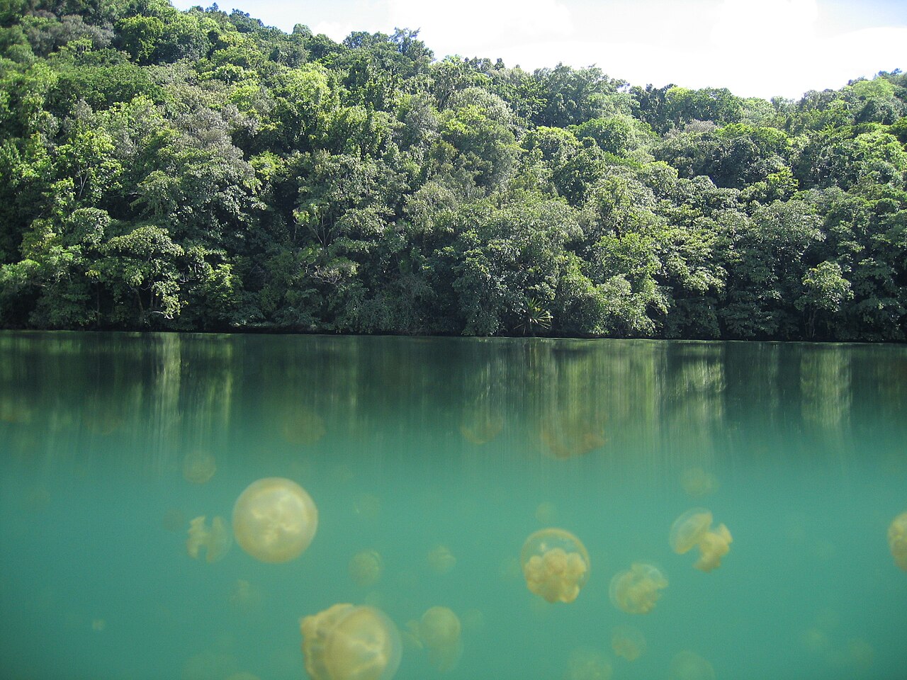 帕劳水母湖