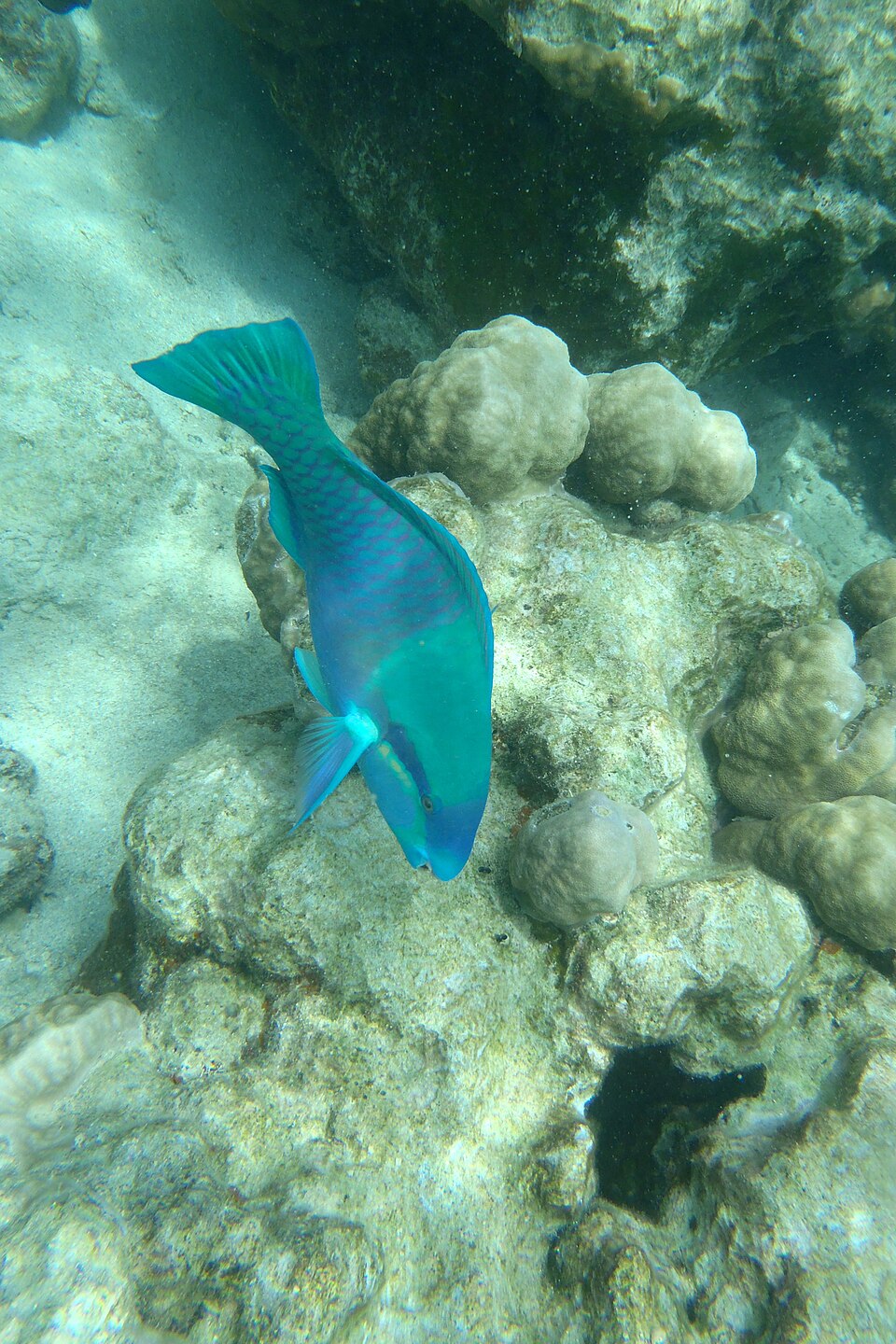 海洋生物
